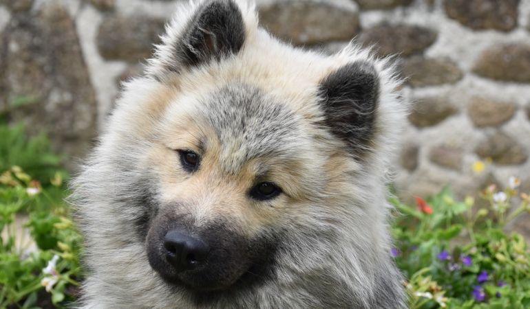 Köpeklerin İç Gözyaşlarının Sakladığı Sırları Öğrenin