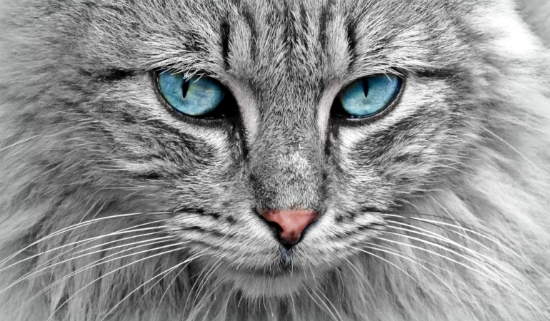 Mistik Simyalar: Kedilerin Tarihsel Rolü